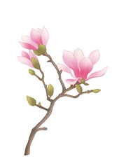 Naklejka premium pink cherry blossom