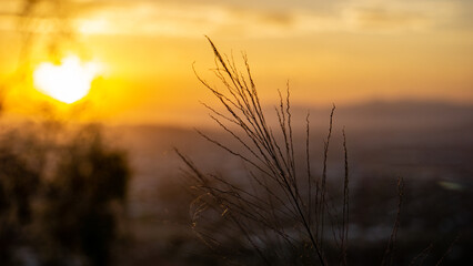 Fototapeta premium Silhouette of trees during sunset overlooking city, Townsville Australia