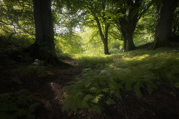 Obraz premium Sunlit forest path with ferns and trees.