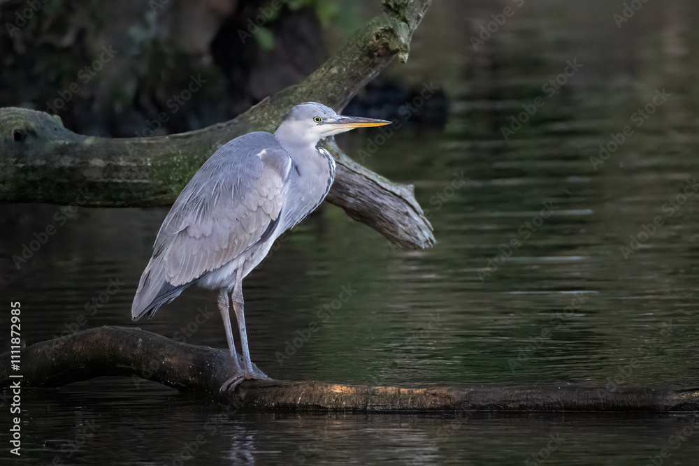 Poster a grey heron standing on an old log in the water. it is fishing in the lake. there is space for text