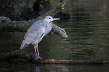 a grey heron standing on an old log in the water. It is fishing in the lake. There is space for text, copy around the bird in the natural surroundings