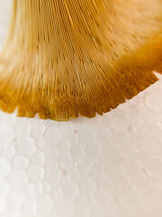 macro photo showing the texture behind the mushroom cap on a white background