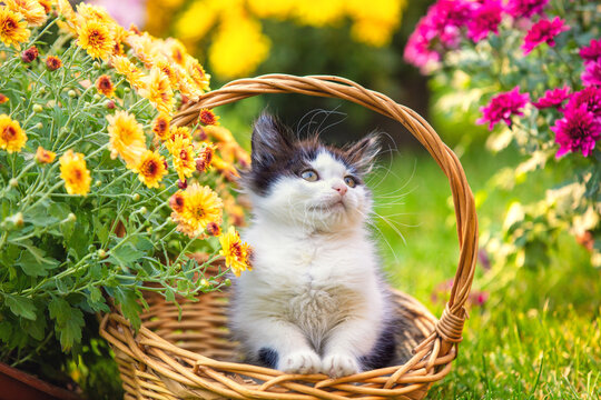Cute little kitten sitting in a basket in the garden with chrysanthemum flowers