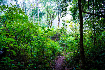 Exploring lush green forest trails nature journey tropical environment intimate perspective...