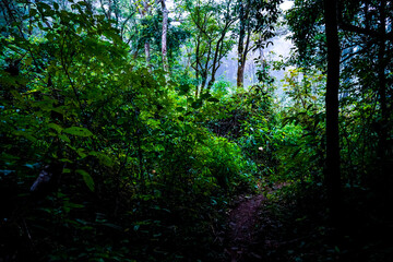 Exploring lush green wilderness trails dense forest nature photography serene atmosphere close-up...