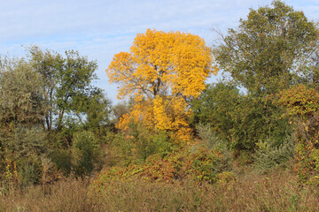 autumn tree, nature, autumn, forest