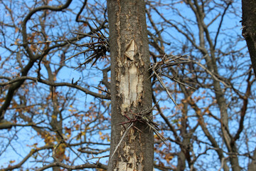 sharp needles on a tree, prickly tree