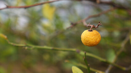 Close up Small Yellow Lime hanging on a branch on a Tree with blurry background, selective focus