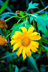 Captivating yellow flower blooming amidst lush greenery in nature macro photography close-up viewpoint vibrant beauty