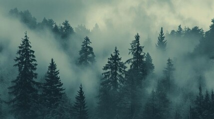 A misty forest landscape with tall evergreen trees shrouded in fog.