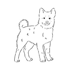 norrbottenspets dog, vector sketch dog drawn in full growth by hand sketch