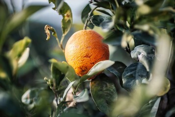 orange fruit tree