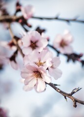 blossom