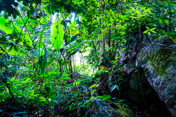 Exploring vibrant rainforest flora and fauna lush tropics nature photography serene environment ground view biodiversity awareness