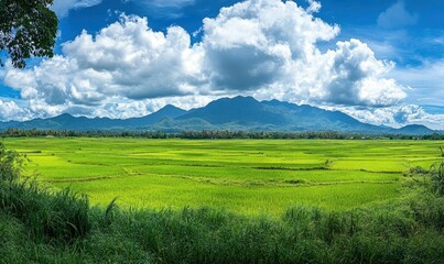 Obraz premium Lush green rice fields under a dramatic sky with mountains in the background.