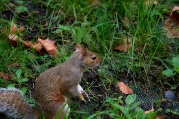 Curious squirrel in a green garden
