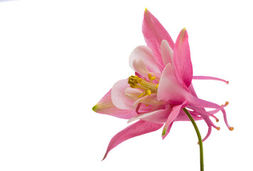 pink columbine flower isolated
