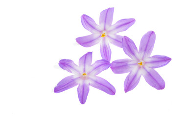 Obraz premium Chionodoxa flower isolated