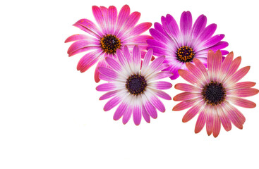 Osteospermum Flower isolated