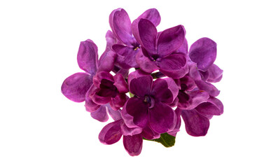 lilac flowers isolated