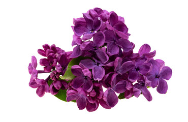 Obraz premium lilac flowers isolated
