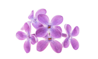 Obraz premium lilac flowers isolated