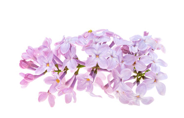 lilac flowers isolated