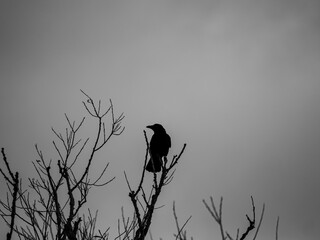 Krähe im Baum 