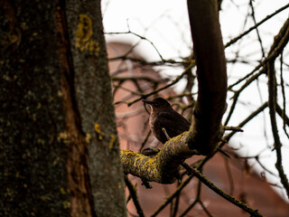 Bird on tree