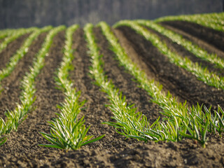 Ripening garlic field