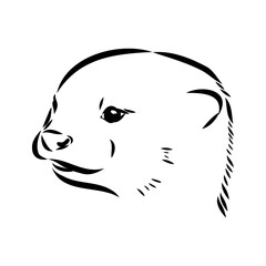 Vector of Asian Otter, Aonyx cinerea or Oriental Small-clawed Otter on whiet background.