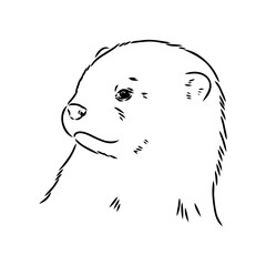 Vector of Asian Otter, Aonyx cinerea or Oriental Small-clawed Otter on whiet background.