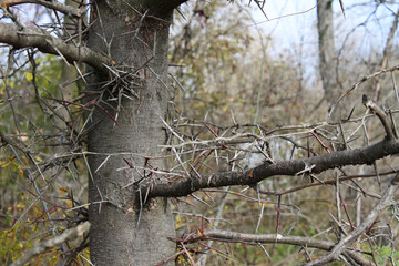 sharp needles on a tree, prickly tree