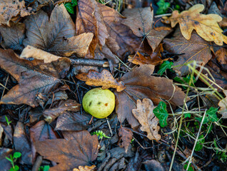 Wild apple among autumn leaves in the forest