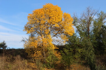 autumn tree, nature, autumn, forest