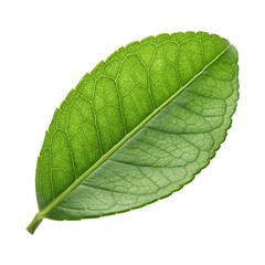 Obraz premium Lush Green Leaf Isolated