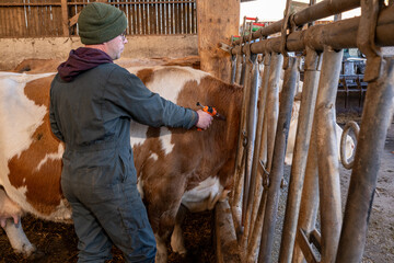 Campagne de vaccination contre la FCO (fièvre catarrhale bovine). Eleveur en train de vacciner une vache simmental avec le vaccin de la marque Bluevac (bovins). Pistolet de vaccination. Novembre 2024