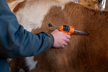 Campagne de vaccination contre la FCO (fièvre catarrhale bovine). Eleveur en train de vacciner une vache simmental avec le vaccin de la marque Bluevac (bovins). Pistolet de vaccination