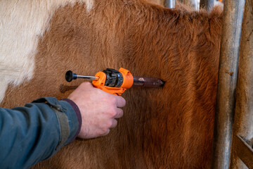 Campagne de vaccination contre la FCO (fièvre catarrhale bovine). Eleveur en train de vacciner une vache simmental avec le vaccin de la marque Bluevac (bovins). Pistolet de vaccination