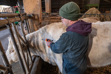 Campagne de vaccination contre la FCO (fièvre catarrhale bovine). Eleveur en train de vacciner une vache charolaise avec le vaccin de la marque Bluevac (bovins).  Pistolet de vaccination