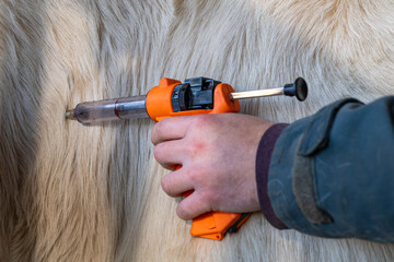 Campagne de vaccination contre la FCO (fièvre catarrhale bovine). Eleveur en train de vacciner une...