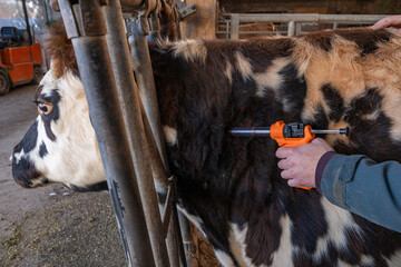 Campagne de vaccination contre la FCO (fièvre catarrhale bovine). Eleveur en train de vacciner une vache normande avec le vaccin de la marque Bluevac (bovins). Pistolet de vaccination