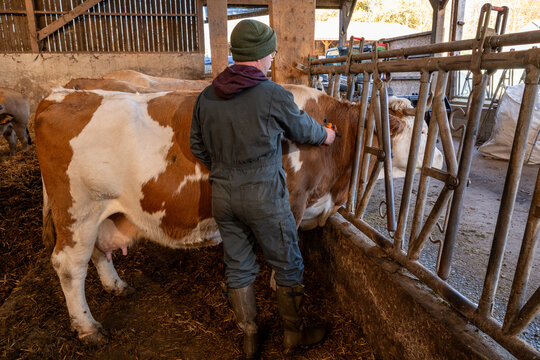 Campagne de vaccination contre la FCO (fi&egrave;vre catarrhale bovine). Eleveur en train de vacciner une vache simmental avec le vaccin de la marque Bluevac (bovins). Pistolet de vaccination. Novembre 2024