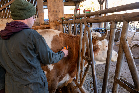 Campagne de vaccination contre la FCO (fi&egrave;vre catarrhale bovine). Eleveur en train de vacciner une vache simmental avec le vaccin de la marque Bluevac (bovins). Pistolet de vaccination. Novembre 2024