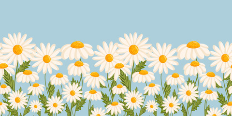 Seamless pattern with blooming daisies. Chamomile vector floral illustration for postcard, poster, fabric, wrapping paper, decor etc. Flowers for spring and summer holidays.