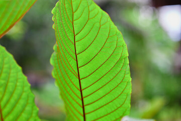 Close-up view of mitragyna speciosa or Kratom leaf on field