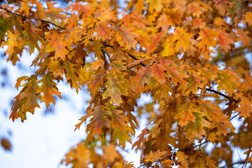 impression of leaves and autumn colors