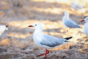 Fototapeta premium seagull on the beach
