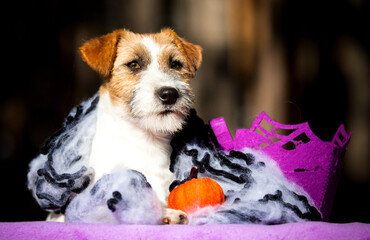 Jack Russell Terrier and Halloween and pumpkin