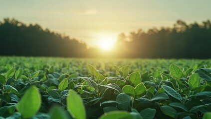 Soybean Field at Sunset